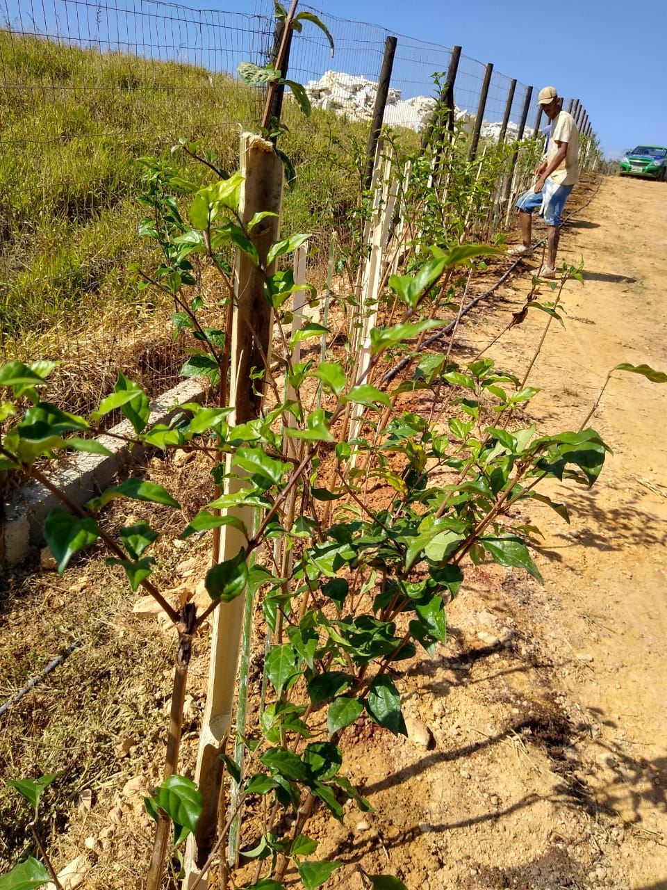 Serginho e Chinho Serviços de Prestação de Jardinagem em Geral